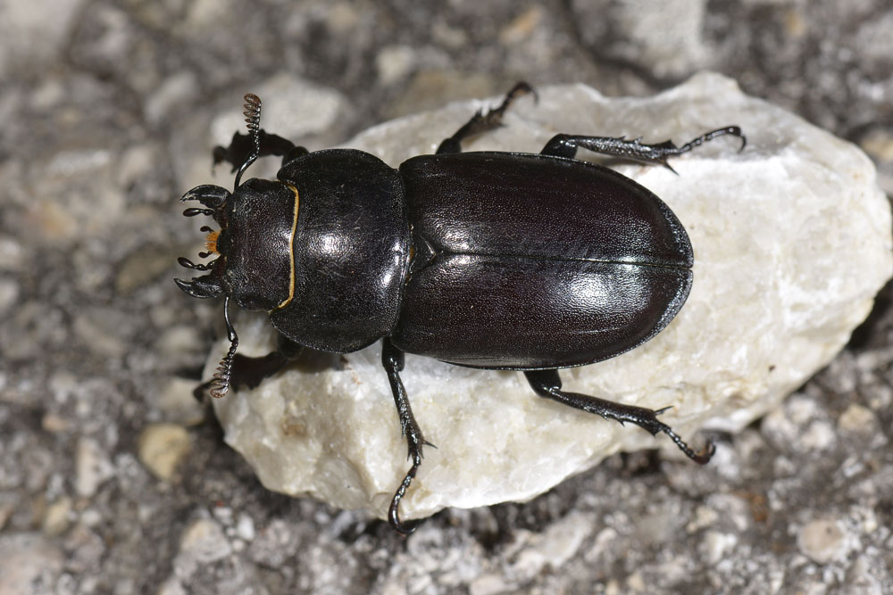 Lucanus tetraodon femmina, Lucanidae